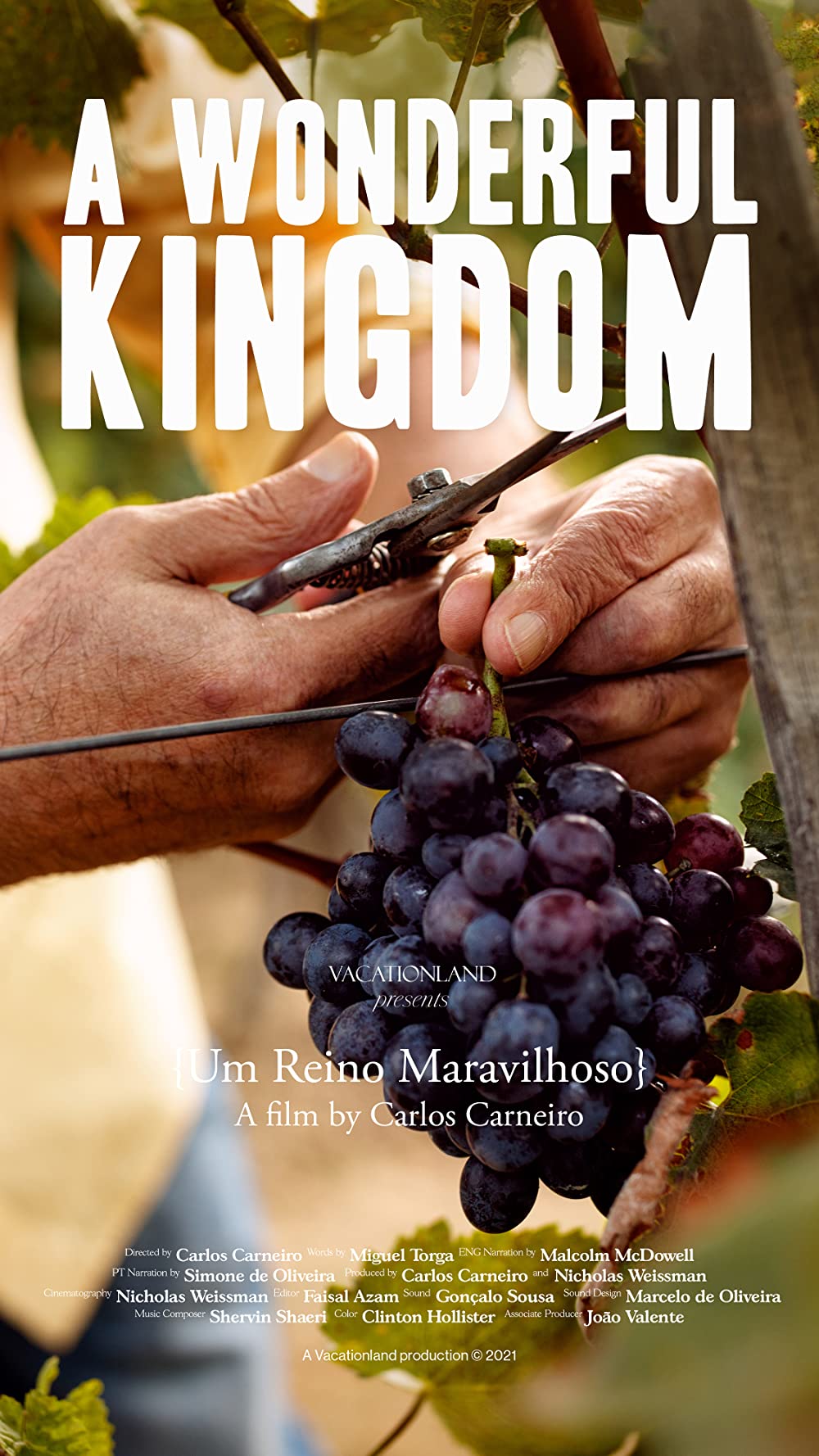     A Wonderful Kingdom
